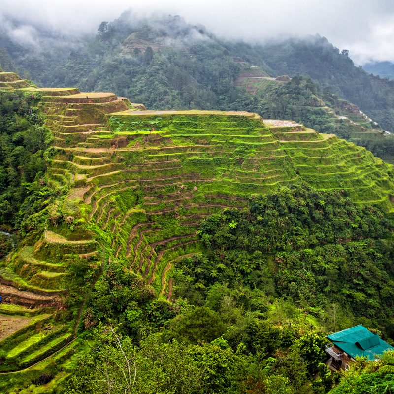Green rice terraces stepping down a mist-covered mountainside.